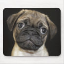 Recherche de chiot carlin tapis souris Animaux familiers