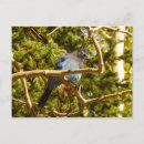 Recherche de geai cartes postales Nature