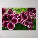 Suche nach edle poster Lila