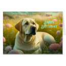 Recherche de laboratoire beau Labrador