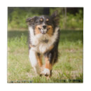 Recherche de berger australien carreaux Animal