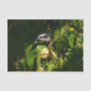Suche nach fotografie seidenpapier Natur