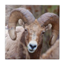 Recherche de bélier carreaux Mouflon d'amérique