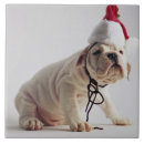 Recherche de bouledogue français carreaux Mignon