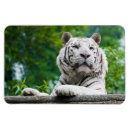 Recherche de tigré magnets Nature