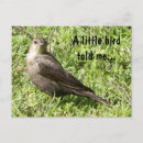 Suche nach kleiner vogel postkarten Wild