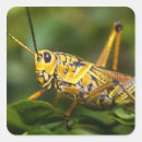 Suche nach käfer aufkleber Heuschrecke