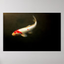 Suche nach koi poster Schwimmen