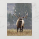 Recherche de bramante posters Faune