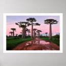 Suche nach baobab poster Bäume
