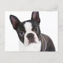 Recherche de chiot de terrier de boston Chiots