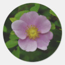 Recherche de buisson autocollants Rose