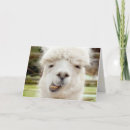 Suche nach llamas postkarten Alpaca