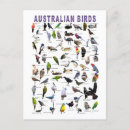 Suche nach australischer vogel postkarten Vögel