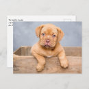 Suche nach riese riese poster Hund