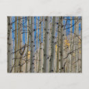 Recherche de arbre peuplier cartes postales Forêt
