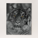 Recherche de sumatran Gros