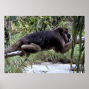 Recherche de animaux jungle posters Téléchargement numérique