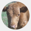 Suche nach kalb aufkleber Stier