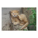 Suche nach blauer ingwer poster Niedlich