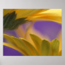 Suche nach nah poster Blume