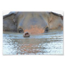 Suche nach elefanten foto poster Wasser