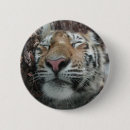 Suche nach der tigris Tiger