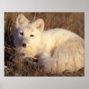 Suche nach tundra poster Fleischfresser