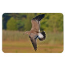 Suche nach fliegen magnete Meer