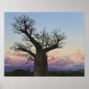 Suche nach baobab poster Landschaft
