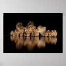 Suche nach tierwelt poster Afrika