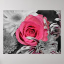 Suche nach schöne weiße rose poster Stilvoll