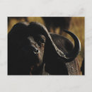 Recherche de buffle africain cartes postales Sauvage