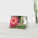 Suche nach rosa dahlie karten Fotografie