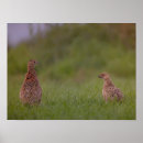 Suche nach grüner vogel poster Tier