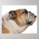 Recherche de anglais bouledogue art Chien