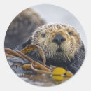 Suche nach seeotter aufkleber Kalifornien
