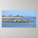 Suche nach kormoran poster Cormoran