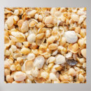 Suche nach seashells poster Tier
