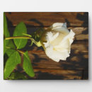 Suche nach gelb fotoplatten Fotografie