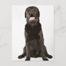 Suche nach schwarzes labrador retriever poster Vorderansicht