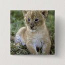 Suche nach afrikanische löwen buttons Katze
