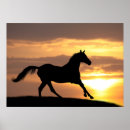 Recherche de cheval arabe posters Équine