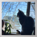 Suche nach katze fenster poster Fotografie