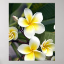 Suche nach cook islands poster Warm