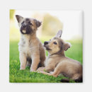 Suche nach zwei tiere magnete Hund