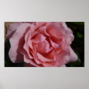 Suche nach hübsche rosa rosen poster Natur