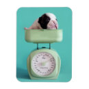 Recherche de bouledogue francais magnets Chien