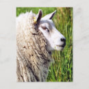 Suche nach mutterschaf poster Niedlich