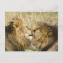 Recherche de masai mara cartes postales Panthera leo
